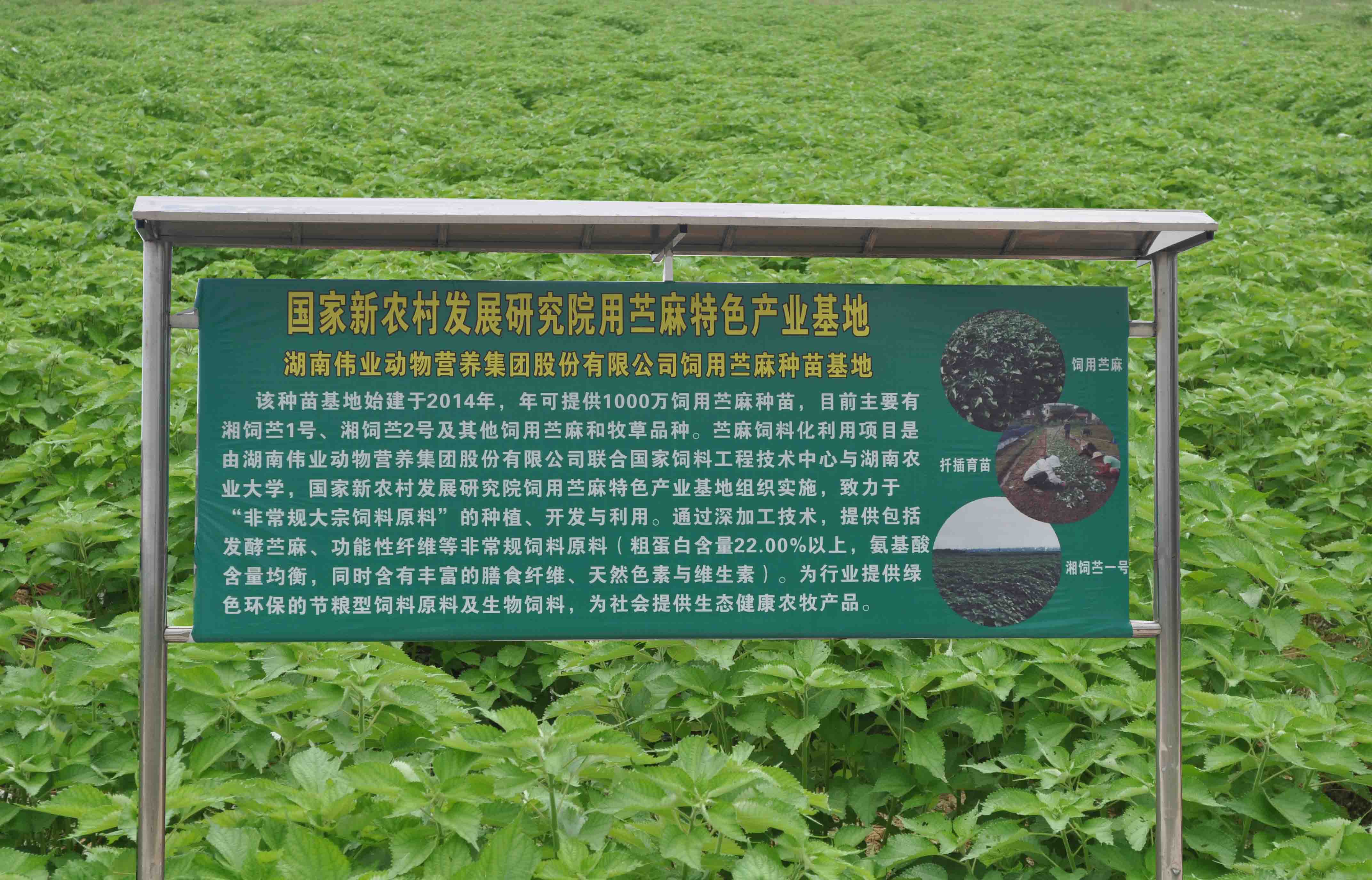 湖南偉業(yè)動物營養(yǎng)集團股份有限公司,湖南動物營養(yǎng),斷奶特供,粒粒乳,營養(yǎng)奶片,濃縮人工乳
